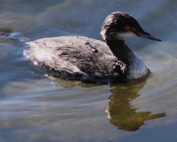 Zampullín Cuellinegro - ML647208717