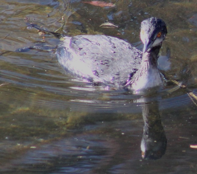 Zampullín Cuellinegro - ML647208718