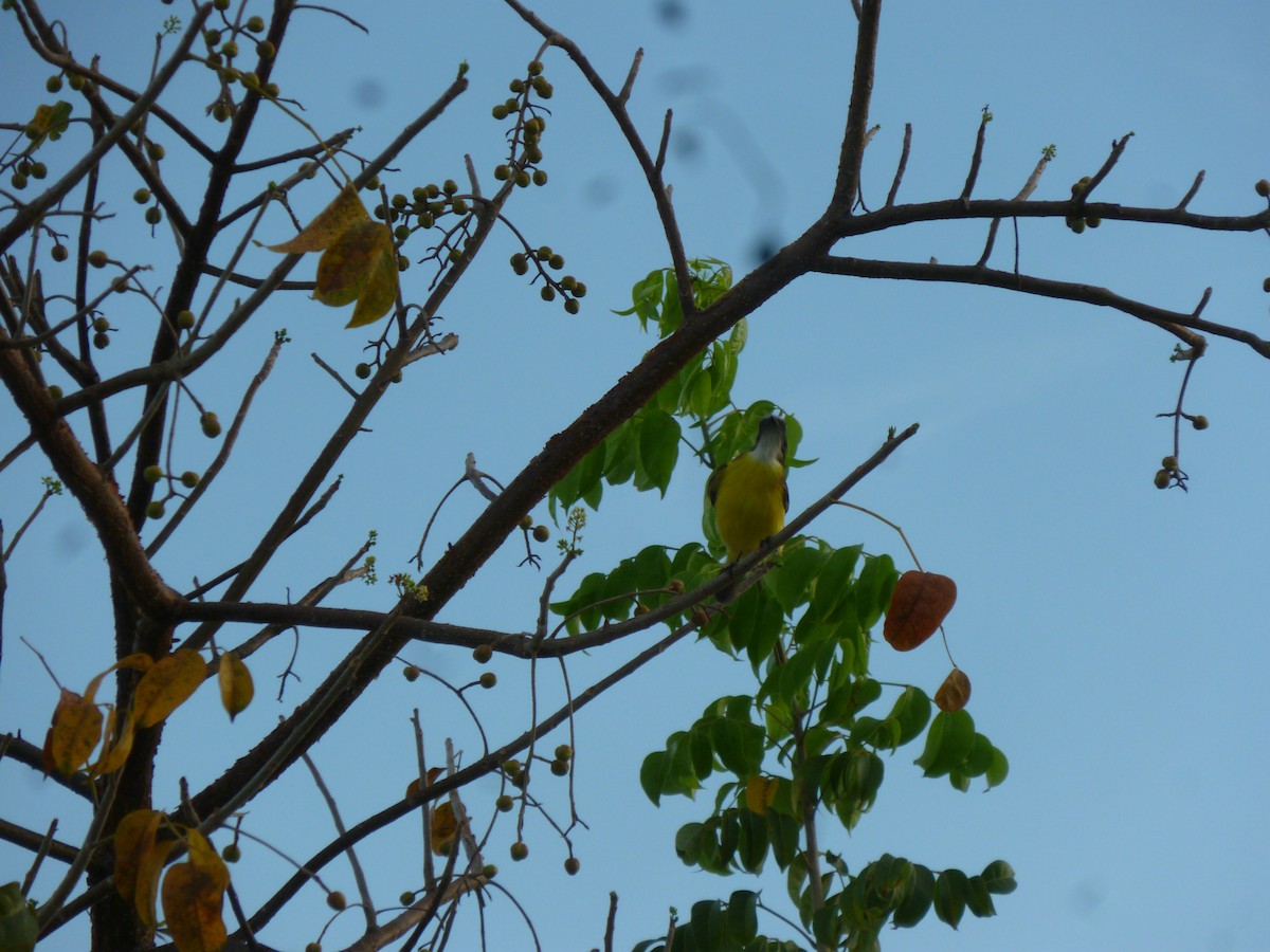 Social Flycatcher - ML647208724