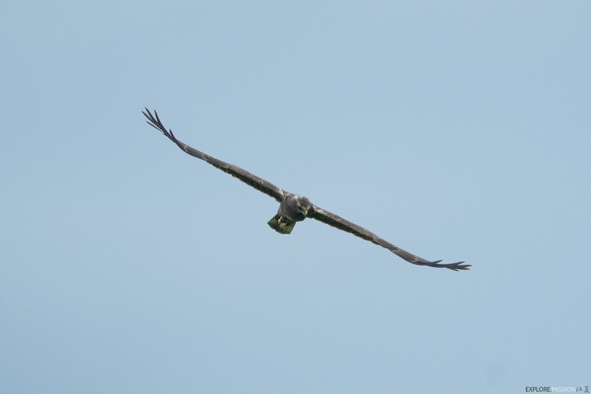 Eastern Marsh Harrier - ML647208726