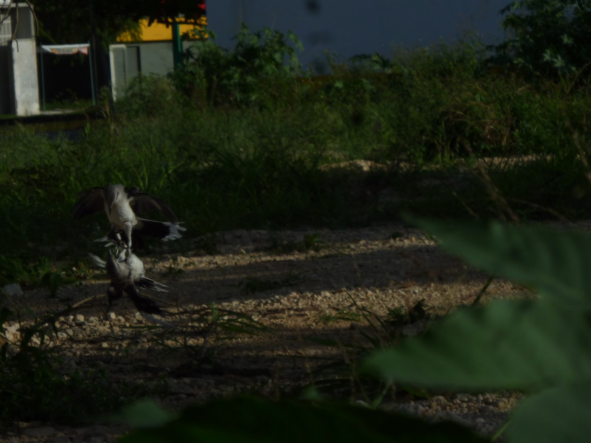 Tropical Mockingbird - ML647208731