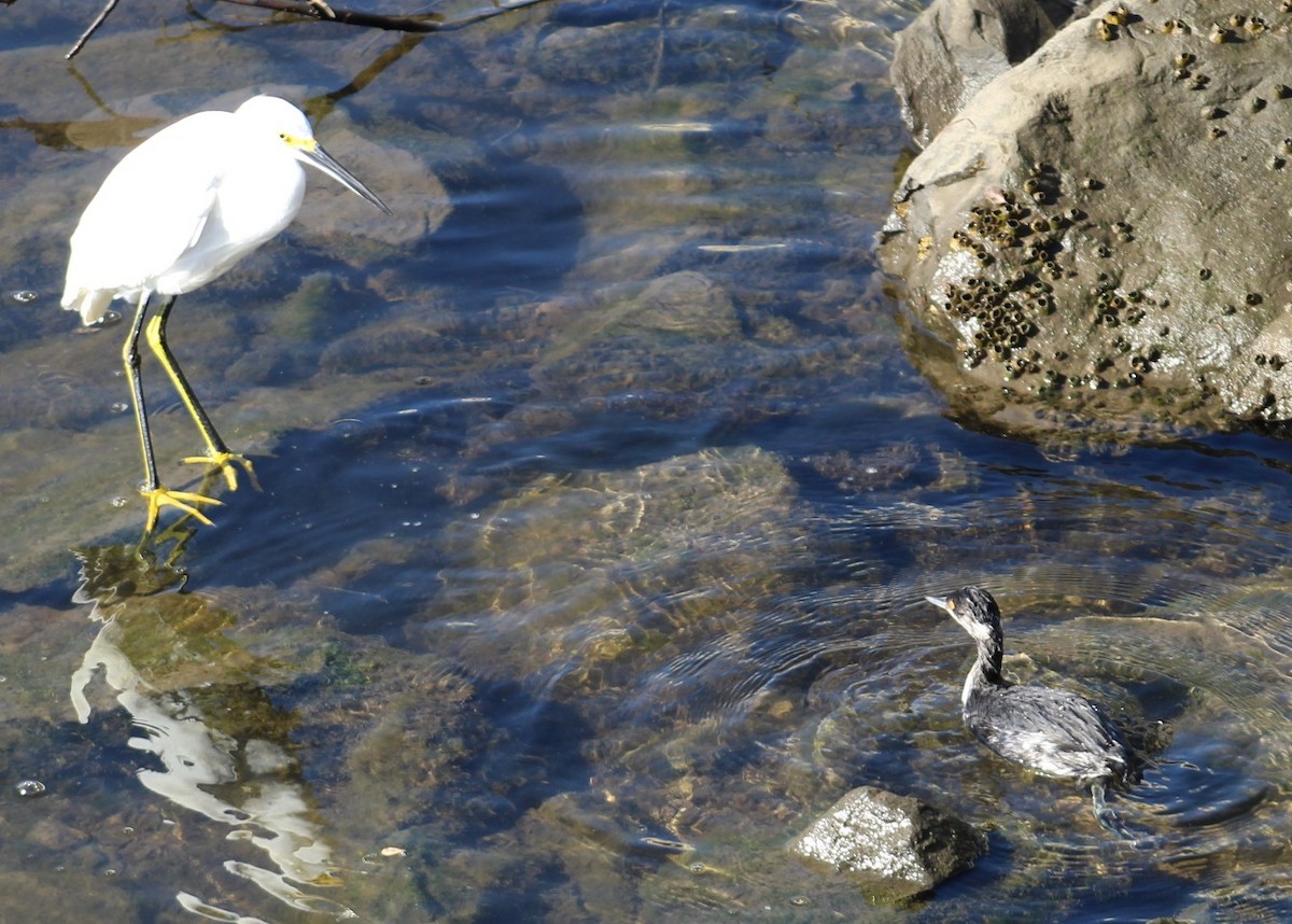 Zampullín Cuellinegro - ML647208735