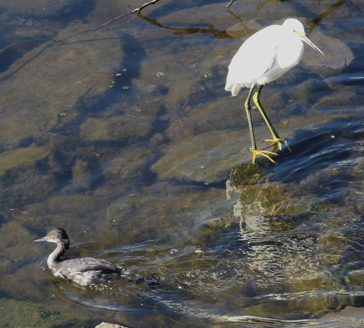 Zampullín Cuellinegro - ML647208737