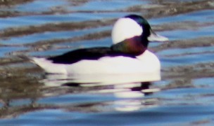 Porrón Albeola - ML647208749