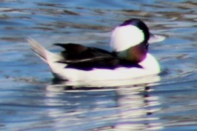 Porrón Albeola - ML647208750