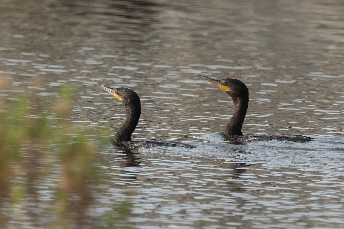 Neotropic Cormorant - ML647208754