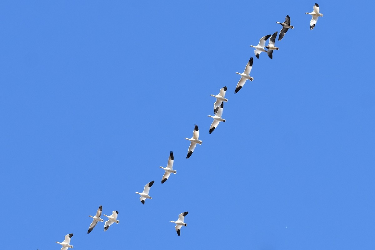 Snow Goose - ML647208755