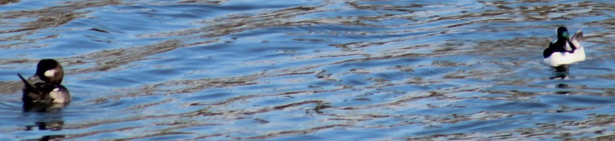 Porrón Albeola - ML647208757