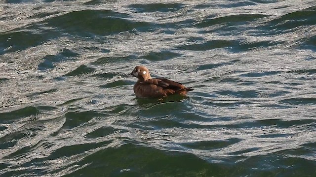 Harlequin Duck - ML647208760