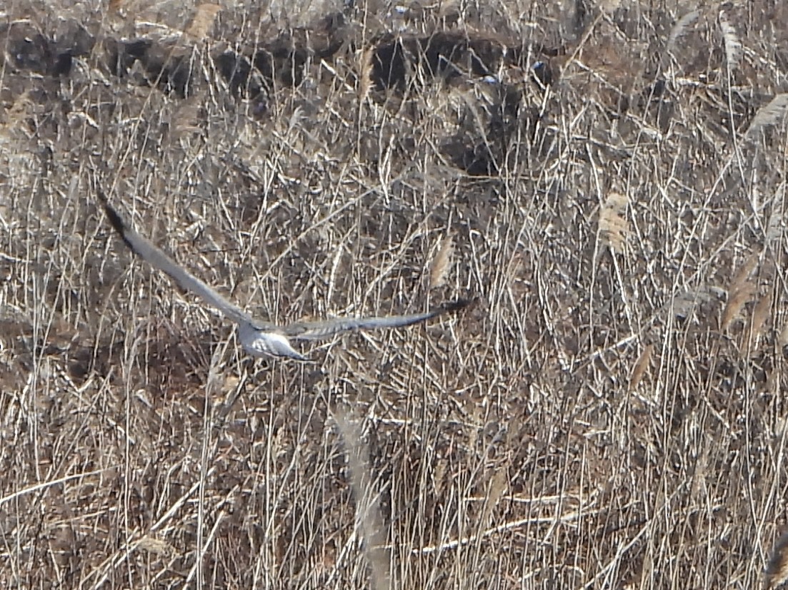 Northern Harrier - ML647208772