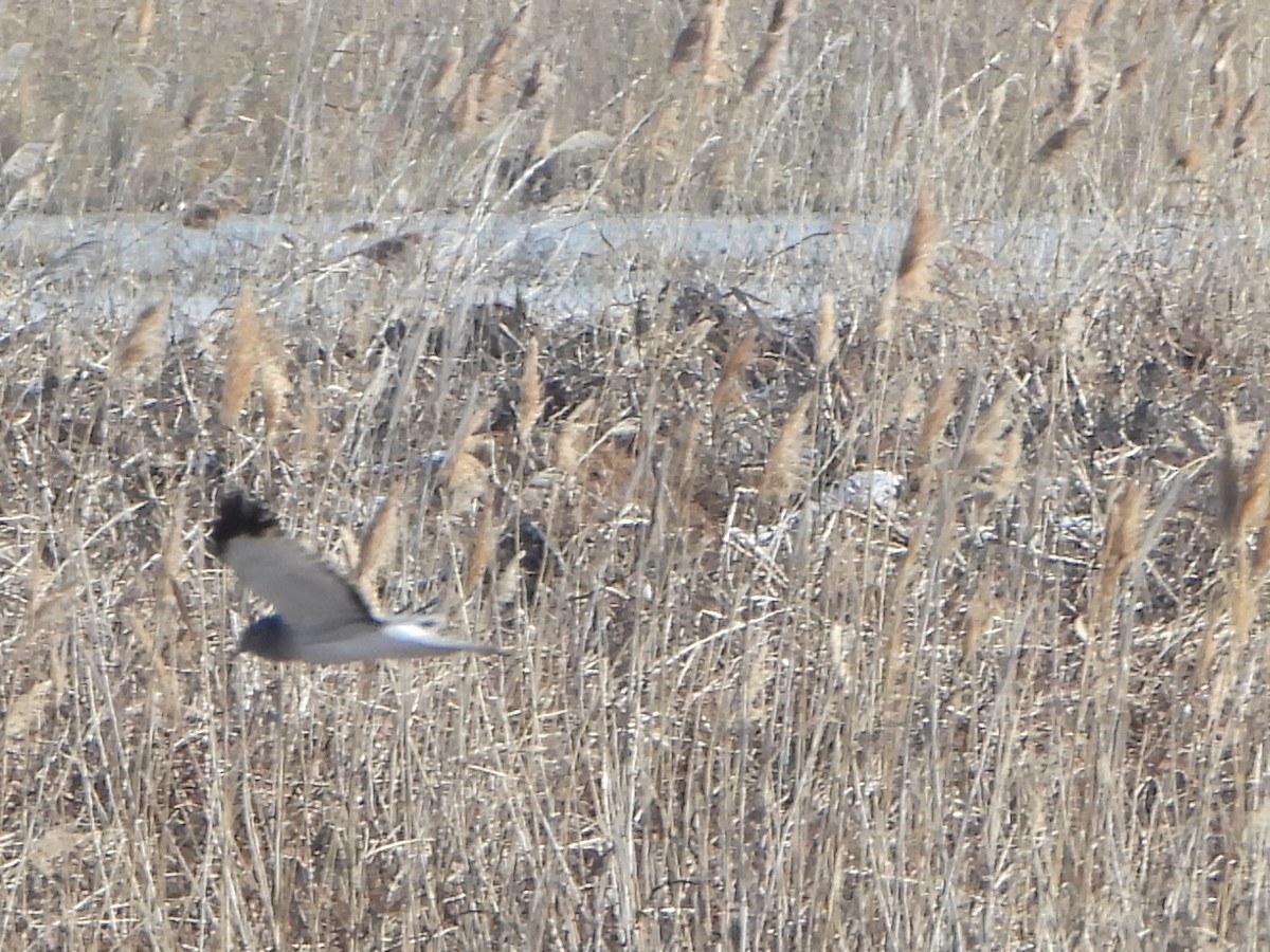 Northern Harrier - ML647208773