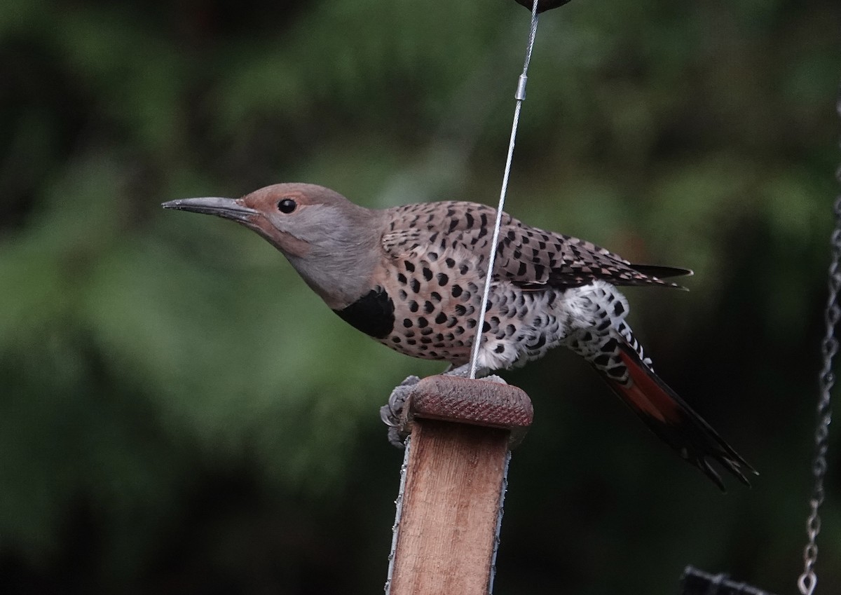 Northern Flicker - ML647208778