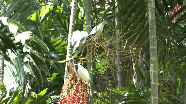 Torresian Imperial-Pigeon - ML647208781