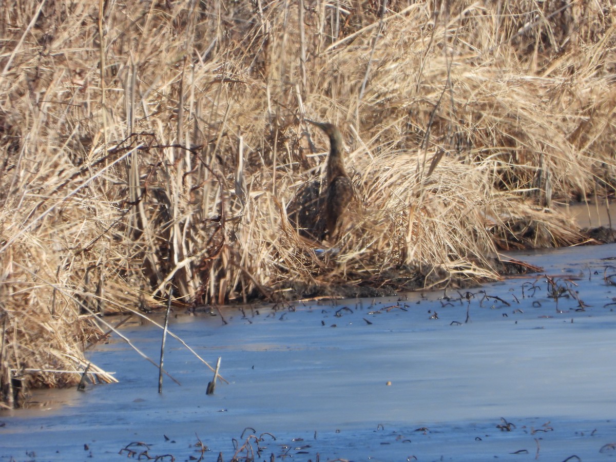 American Bittern - ML647208783