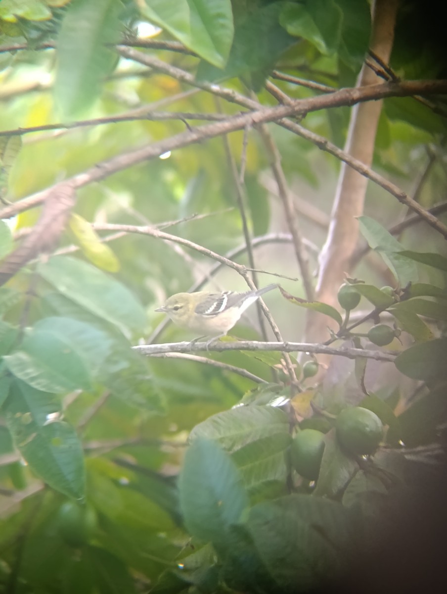 Bay-breasted Warbler - ML647208784