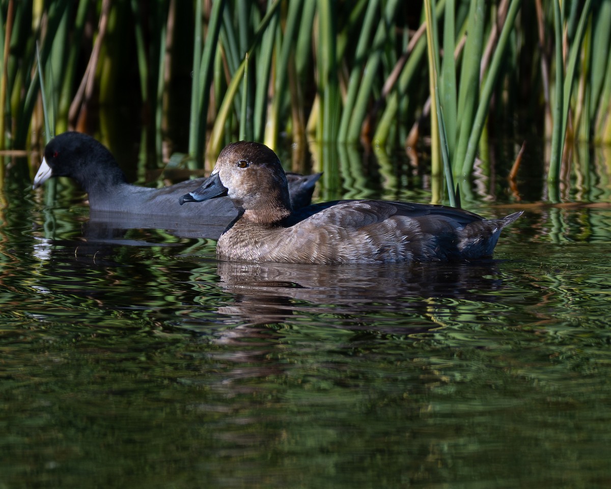 Redhead - ML647208787