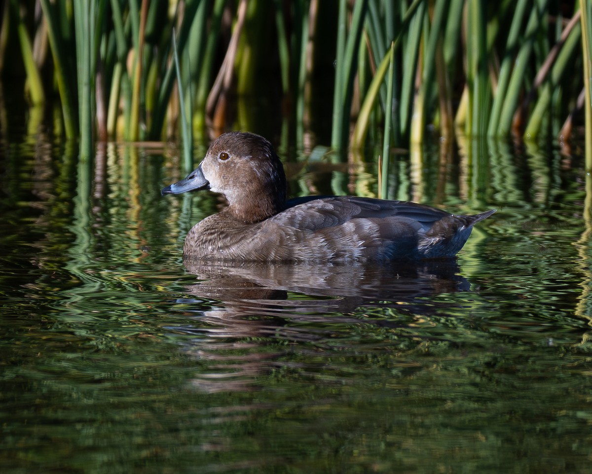 Redhead - ML647208788