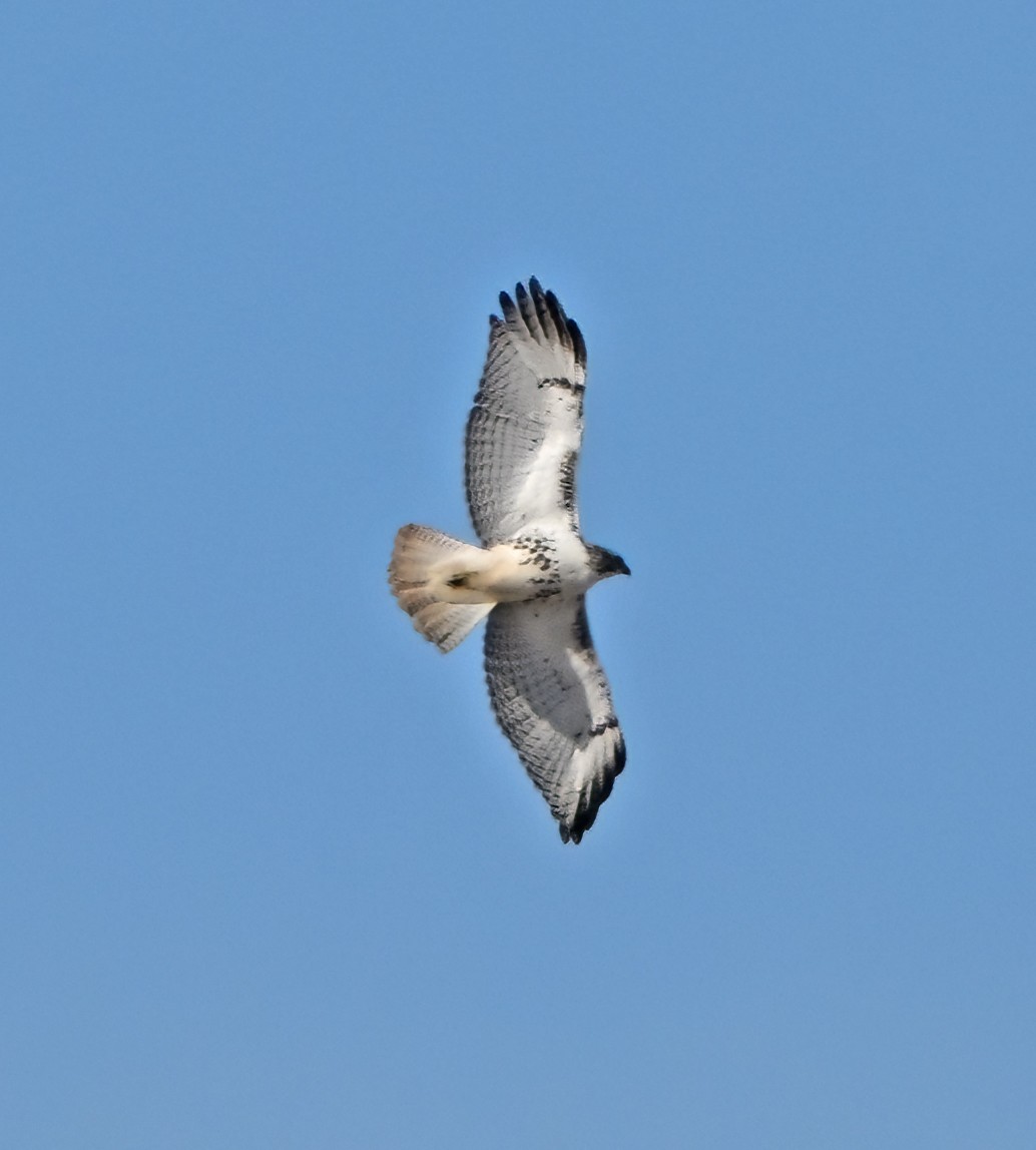Red-tailed Hawk - ML647208789