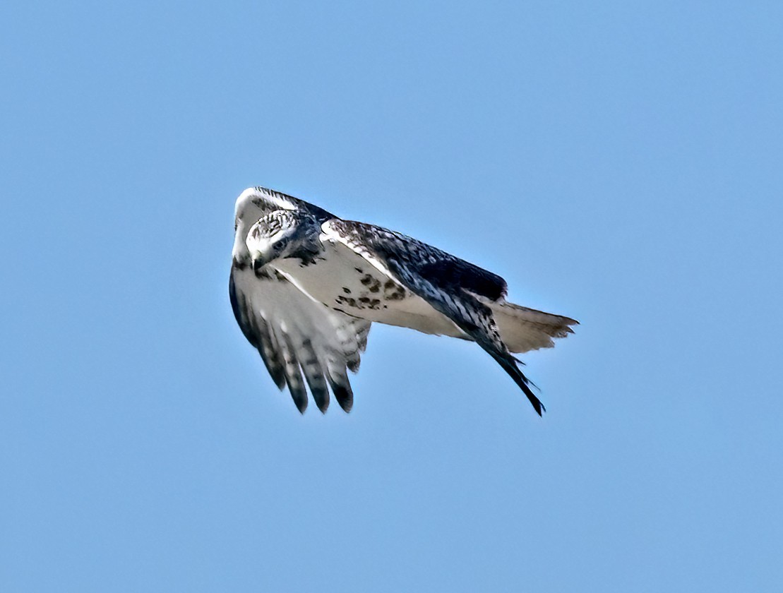 Red-tailed Hawk - ML647208790