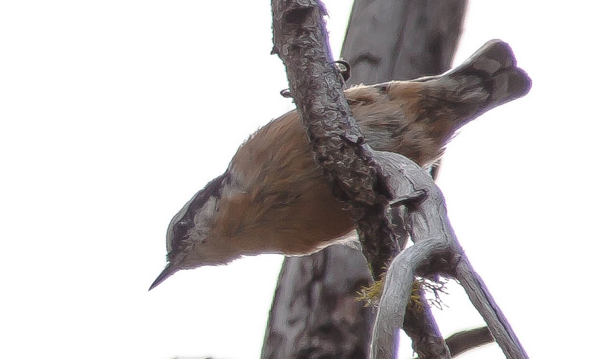 Red-breasted Nuthatch - ML647208791
