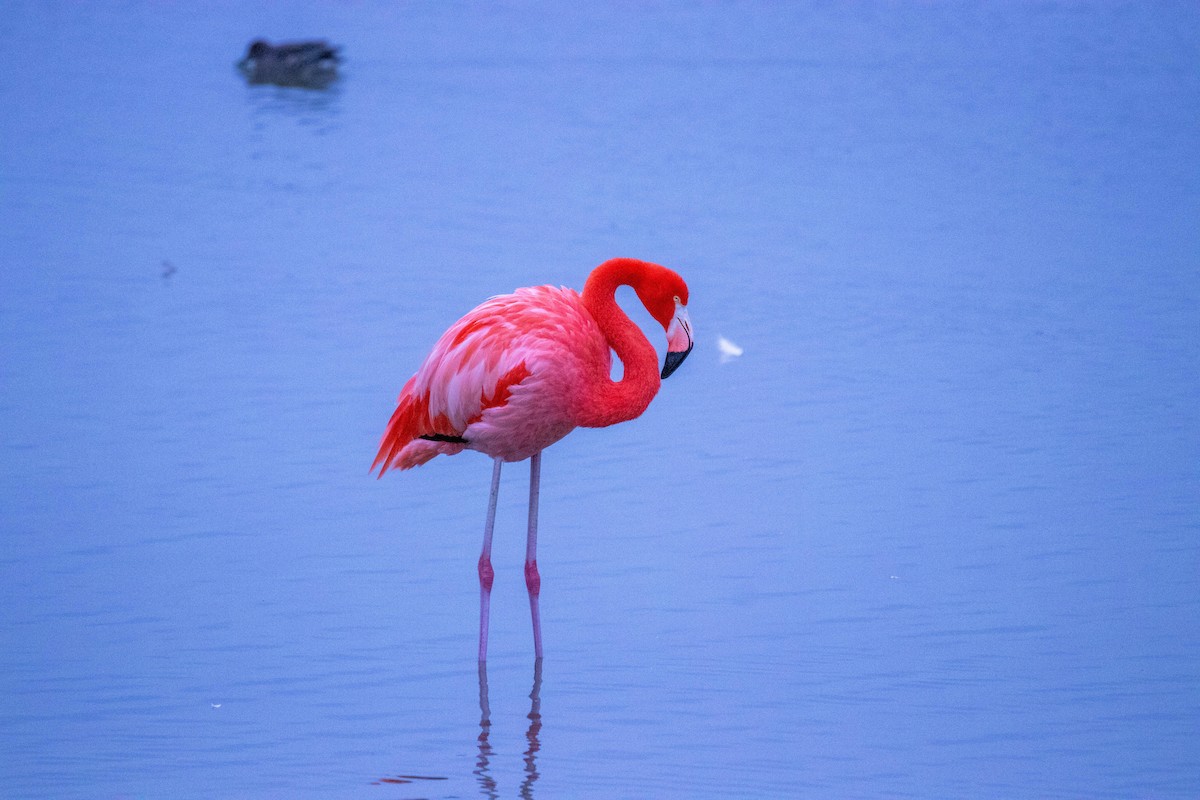 American Flamingo - ML647208792