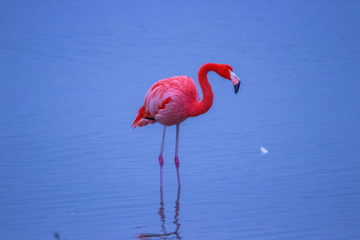 American Flamingo - ML647208793