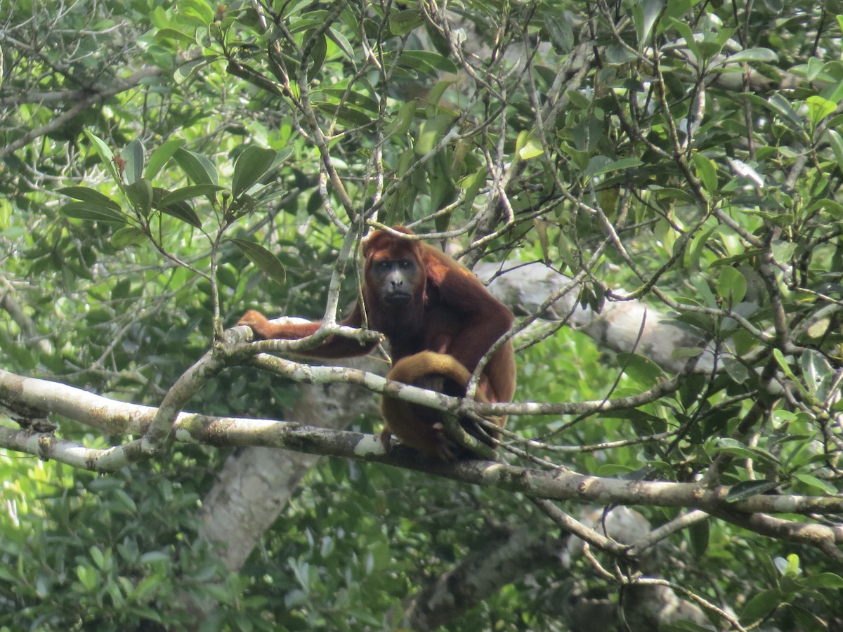 Colombian Red Howler Monkey - ML647208801