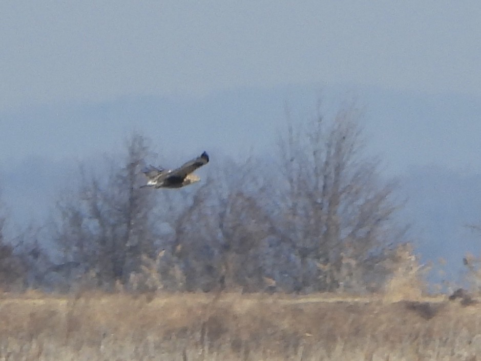 Rough-legged Hawk - ML647208803
