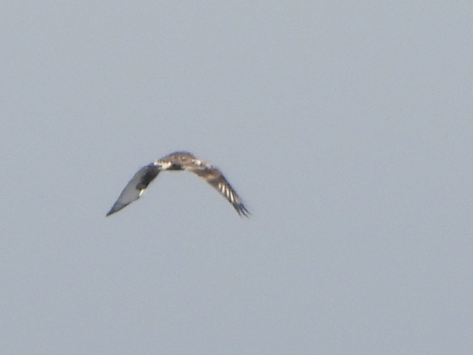 Rough-legged Hawk - ML647208804