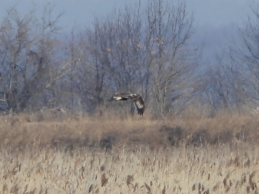 Rough-legged Hawk - ML647208805