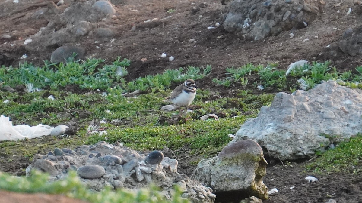 Killdeer - ML647208806