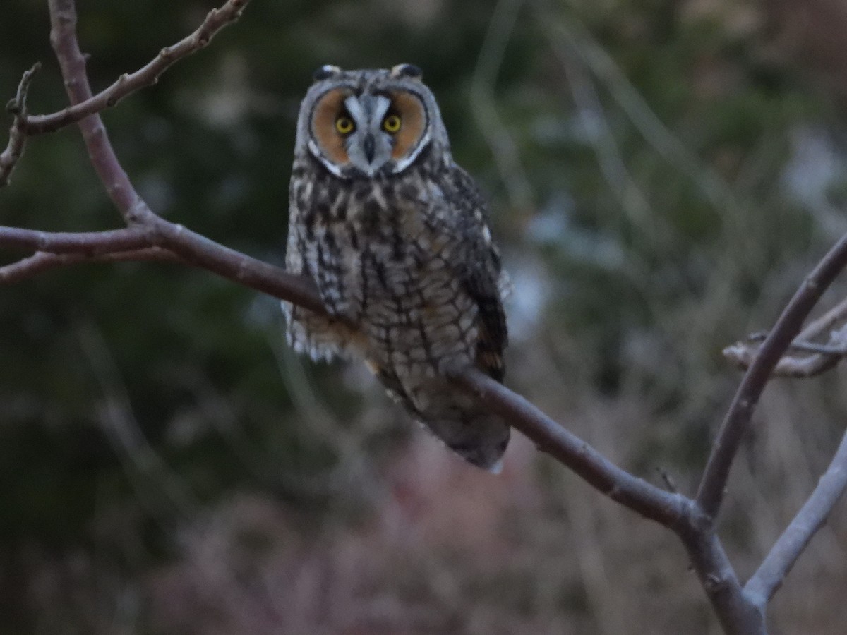 Long-eared Owl - ML647208807