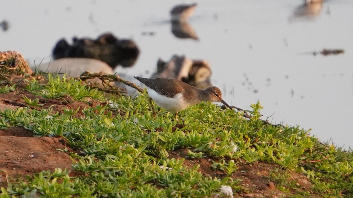 Spotted Sandpiper - ML647208808