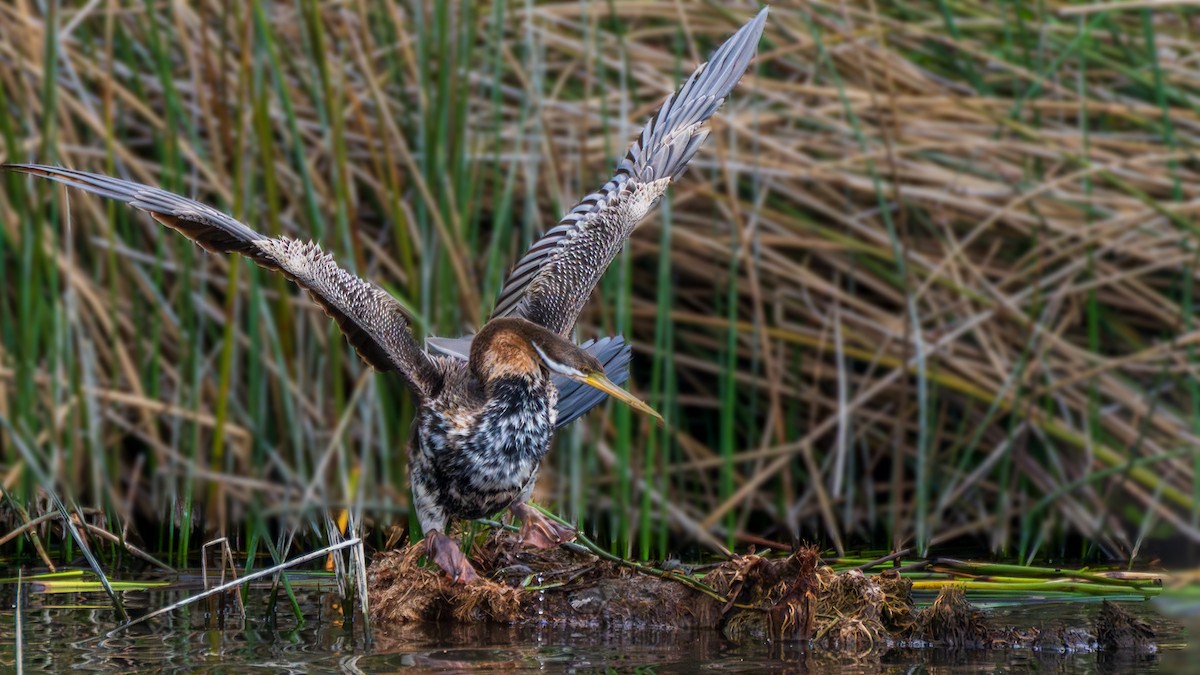 Australasian Darter - ML647208809
