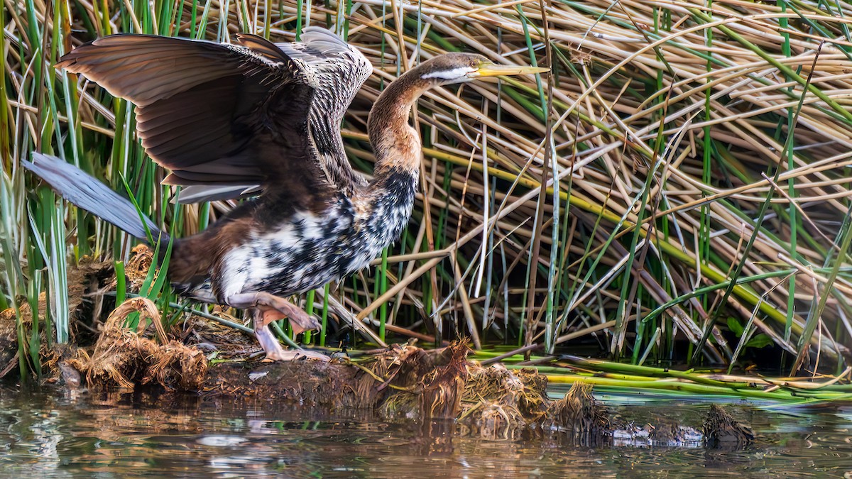 Australasian Darter - ML647208810
