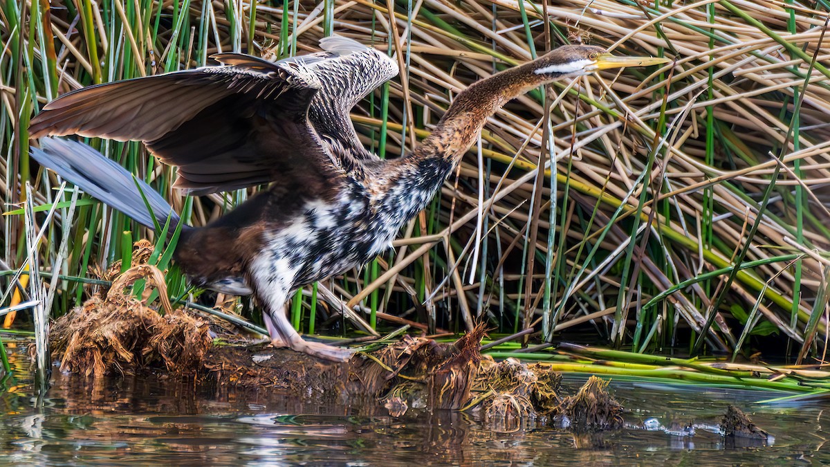 Australasian Darter - ML647208811