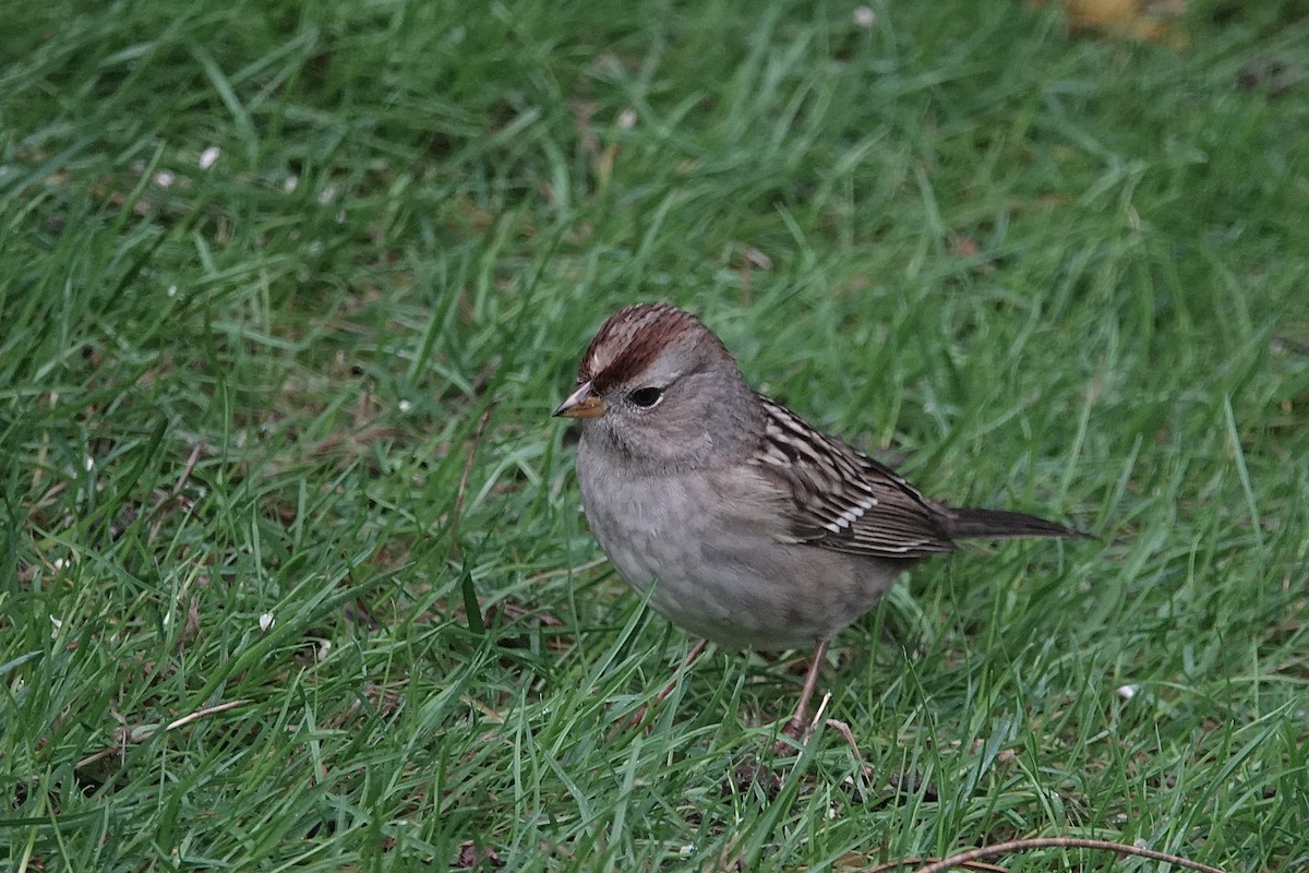 White-crowned Sparrow - ML647208812