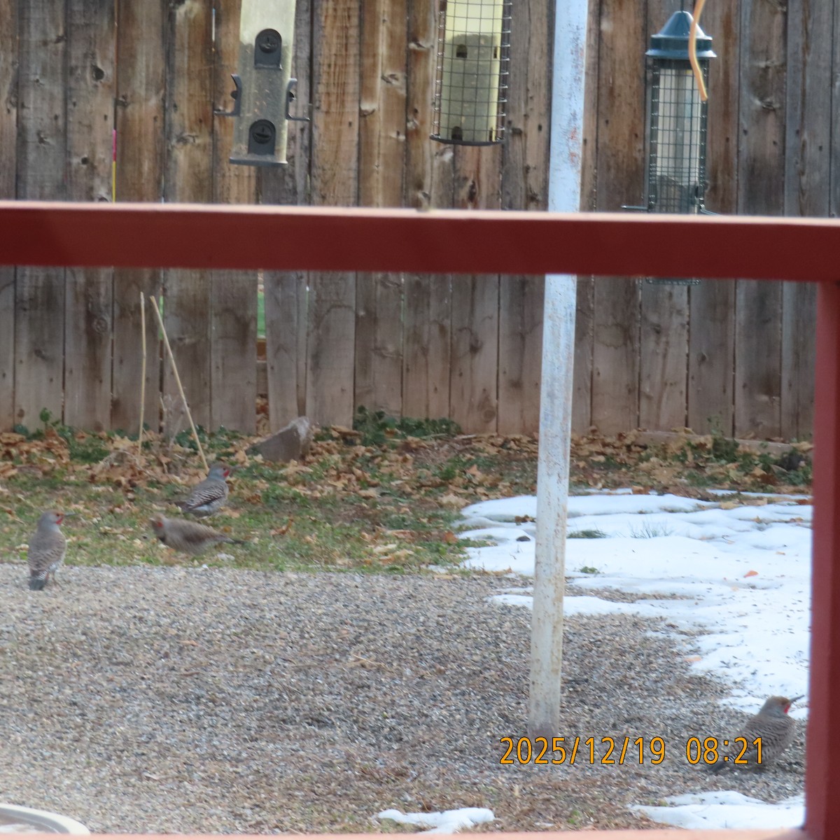 Northern Flicker (Red-shafted) - ML647208813