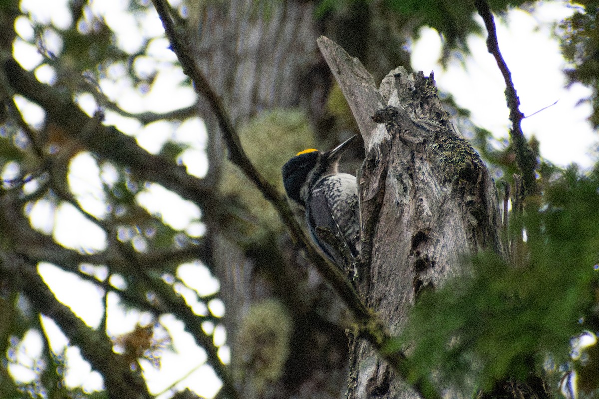 Black-backed Woodpecker - ML647208815
