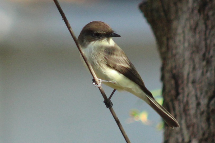 Eastern Phoebe - ML647208817