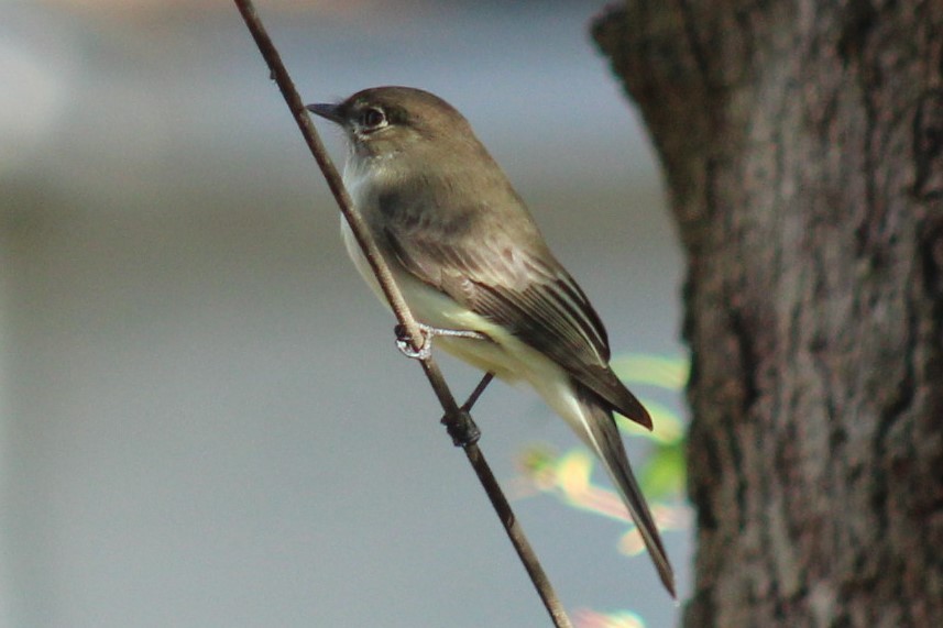 Eastern Phoebe - ML647208818