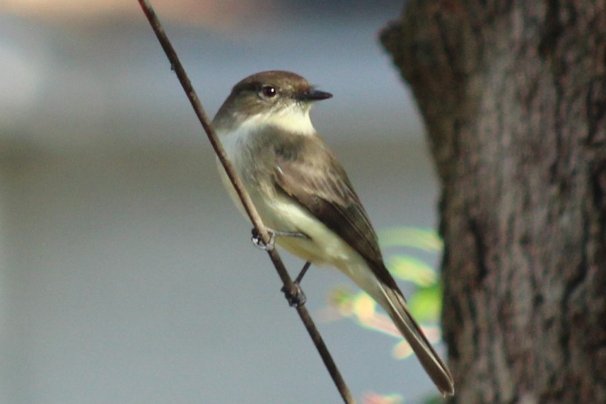 Eastern Phoebe - ML647208819