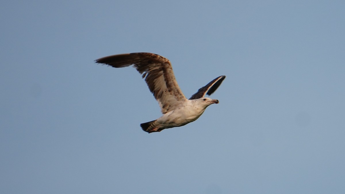Kelp Gull - ML647208820
