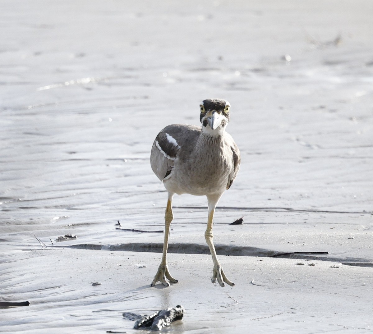 Beach Thick-knee - ML647208821