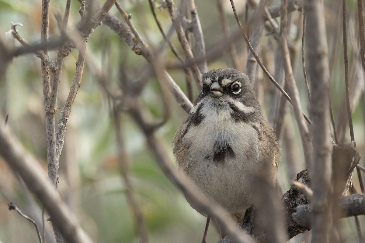 Bell's Sparrow - ML647208824