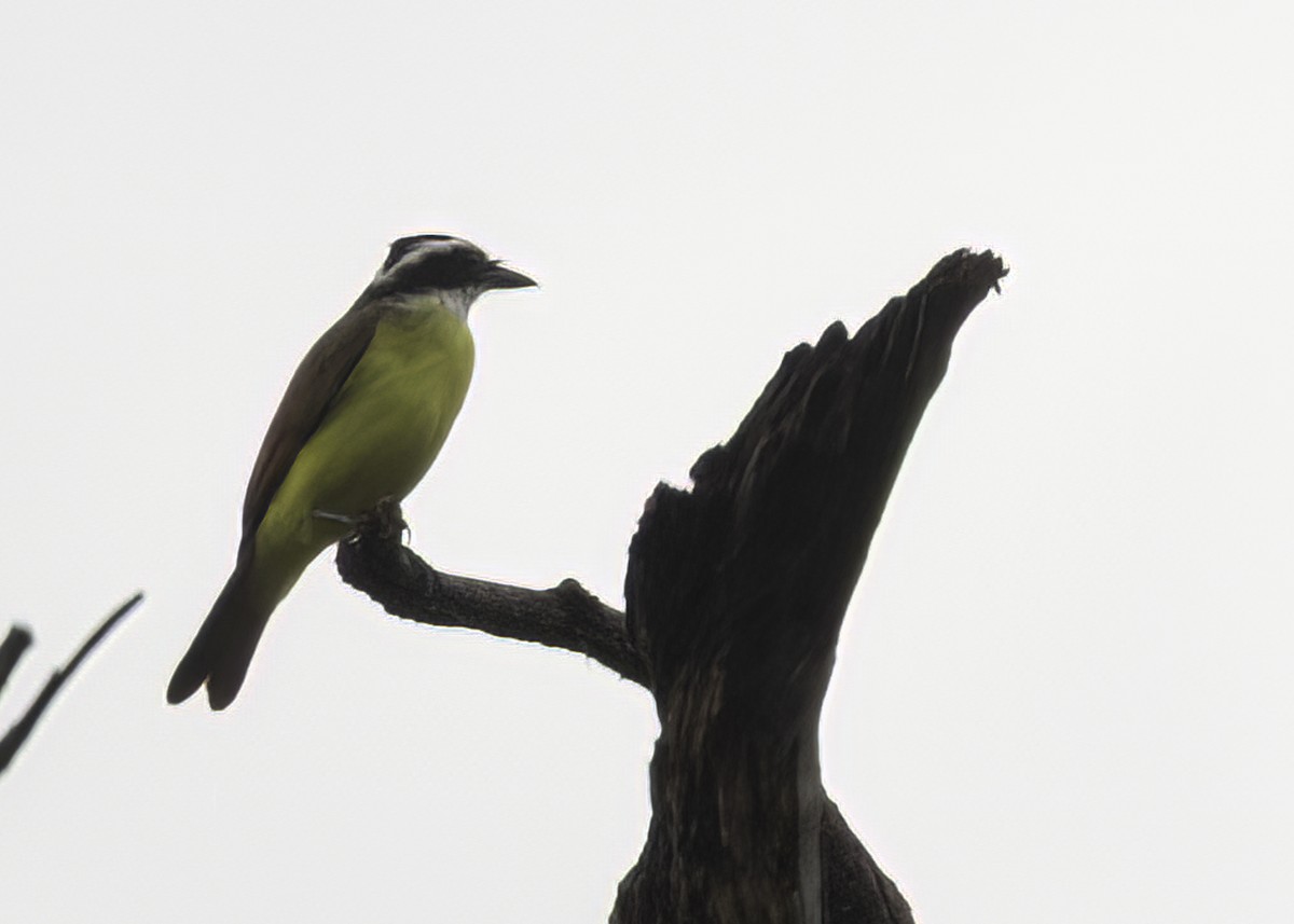 Great Kiskadee - ML647208826