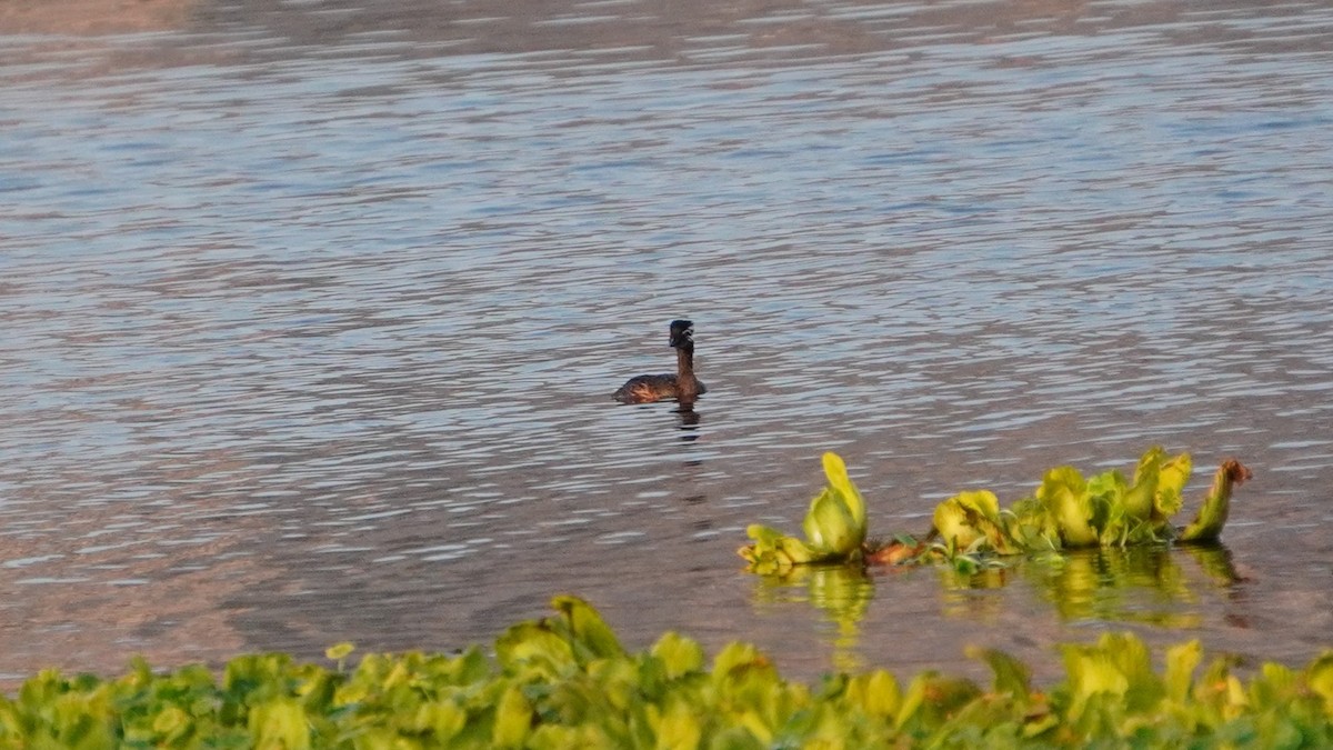 White-tufted Grebe - ML647208827