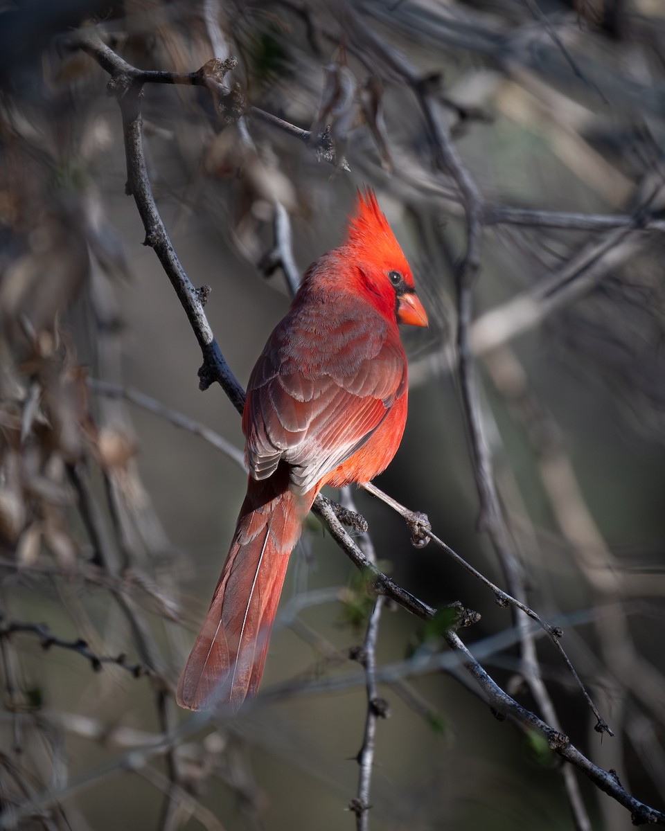 Northern Cardinal - ML647208829