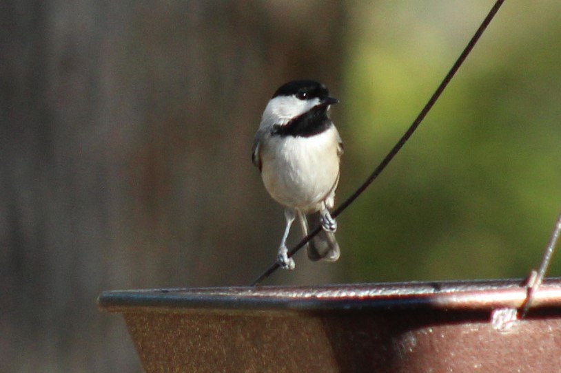 Carolina Chickadee - ML647208830