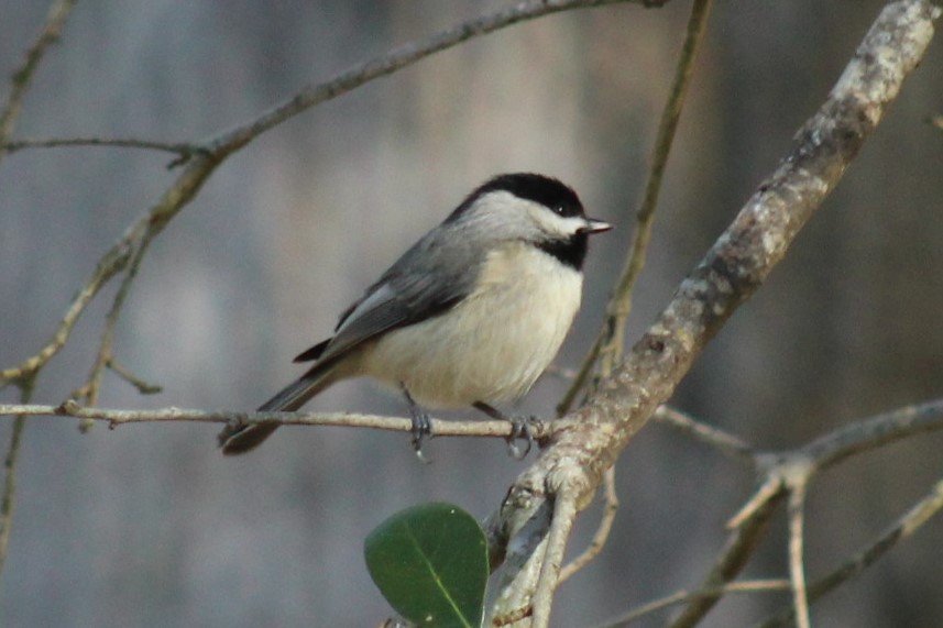 Carolina Chickadee - ML647208831